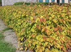 a large bush with yellow and green leaves in front of a house