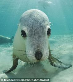 a seal is swimming in the water