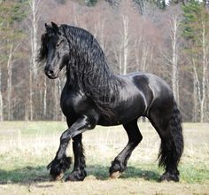 a large black horse standing on top of a grass covered field with trees in the background