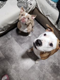 two dogs sitting next to each other on the floor