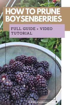 how to prune boysenberries full guide and video