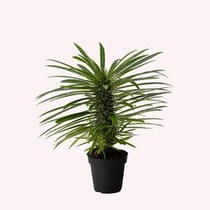 a potted plant on a white background