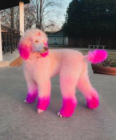 a pink poodle standing on top of a cement ground next to a potted plant