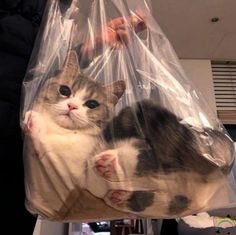 a cat laying in a plastic bag on top of a table