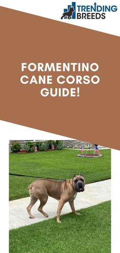 a dog walking down a sidewalk with the words formatino cane corso guide