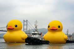 two large yellow rubber ducks floating in the water near a tug boat and suspension bridge