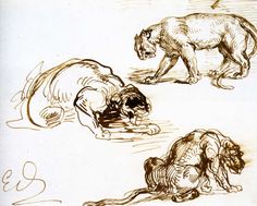 three drawings of lions in various poses