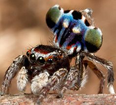 a colorful spider sitting on top of a rock