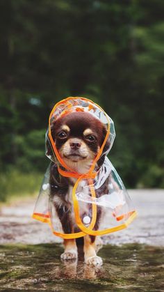 a small dog wearing a plastic raincoat