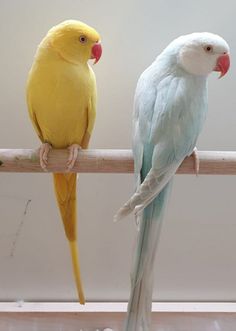 two yellow and blue parakeets sitting on a perch