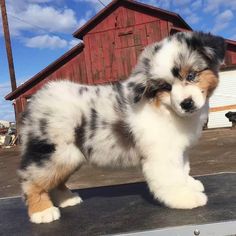 a small dog standing on top of a metal object in front of a red barn