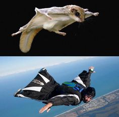 two pictures one with an animal and the other with a man in black jacket flying through the air