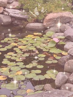 a pond filled with lots of water lilies next to rocks and grass covered ground