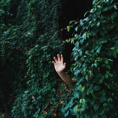 a hand reaching out from behind a green wall covered in leaves and ivys, with one hand outstretched toward the camera