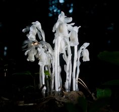 some white flowers that are growing out of the ground in the night time, with dark background