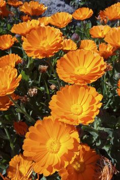 many orange flowers blooming in the sun