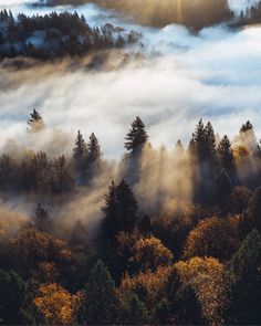 the sun is shining through the clouds in the forest with trees on both sides and below