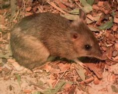 a small brown animal standing on top of dry grass and mulch covered ground next to leaves