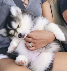 a person holding a small dog in their lap