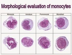 multiple images of monomological evaluation of monocytes