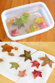 the leaves have been placed on the paper towel to make a fall leaf art project