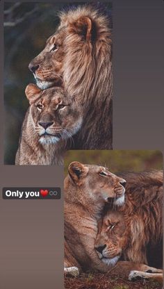 two lion cubs cuddle together in front of an instagram post about love and affection