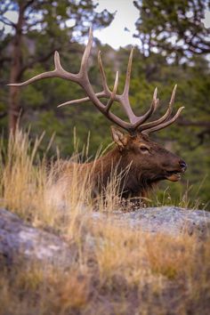 an elk with large antlers standing on top of a grass covered field next to trees