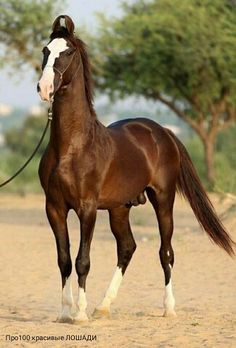 a brown and white horse standing on top of a dirt field with trees in the background