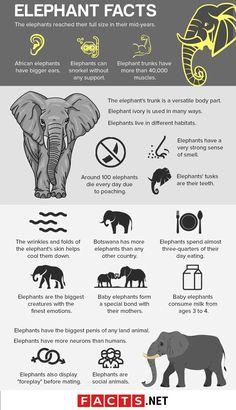 an elephant is shown in this info sheet