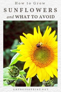 a sunflower with the title how to grow sunflowers and what to avoid