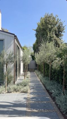 an empty walkway between two buildings with trees in the foreground and bushes on either side