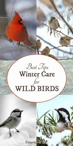 birds sitting on top of snow covered branches with the words best tips winter care for wild birds