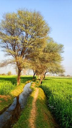 two trees in the middle of a field with water running down it's sides