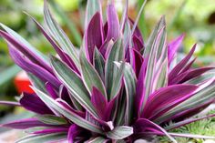 purple flowers with green leaves in the middle and on the other side are white rocks