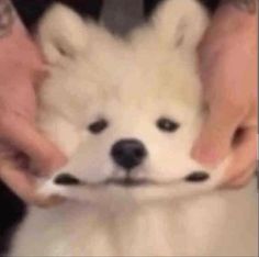 a small white dog being held by someone's hands in front of him and the other hand is holding it