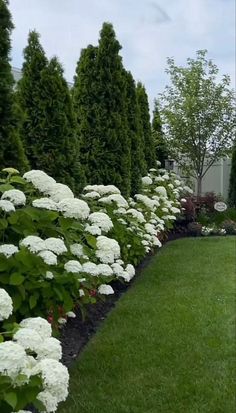 white hydrangeas line the side of a long row of trees in a garden