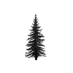 a black and white photo of a pine tree