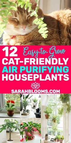 a cat laying on top of a window sill next to potted plants and the words, 12 easy - to - grow cat - friendly air - drying houseplants