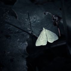 a white moth sitting on top of a leaf in the dark with its wings spread