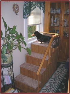 a black dog sitting on top of a set of stairs