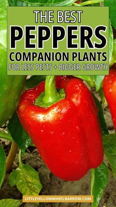 the best peppers companion plants for less pests and bigger growth