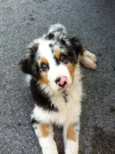 a puppy is laying down on the ground