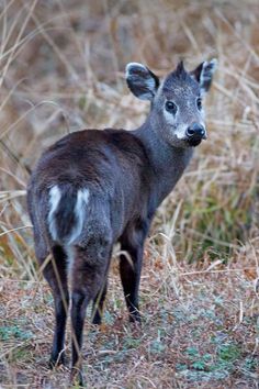 a young deer is standing in the grass