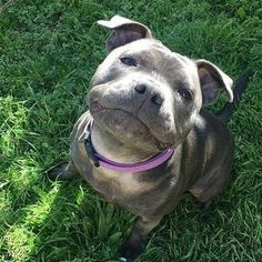 a dog sitting in the grass looking up