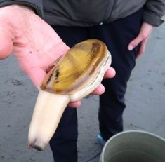 a person holding a banana in their hand