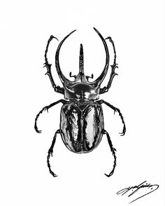 a black and white drawing of a beetle