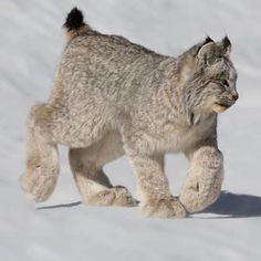 a baby lynx walking in the snow with it's front paws on its hind legs