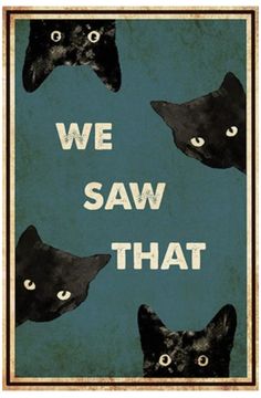 we saw that poster with three black cats