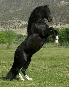 a black horse is standing on its hind legs