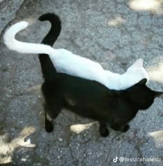 a black and white cat walking across a street